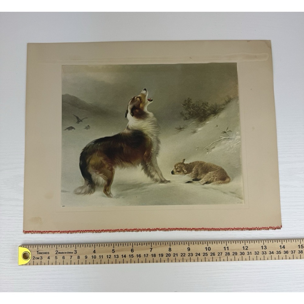 Vintage Print Of 1906 Painting Found By Walter Hunt Collie Lamb Chromolithograph